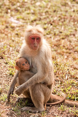 Bonnet Macaque Nursing