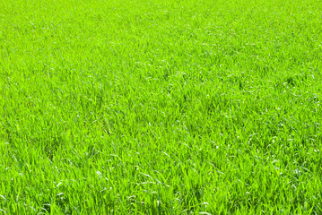 grass field