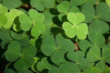 Dreiblättriger Klee