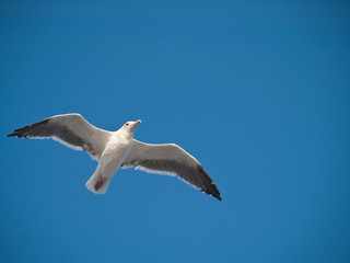 seagull gliding trough blue sky