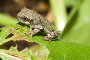 Cope's Gray Tree frog