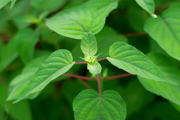 ローズリーフセージ