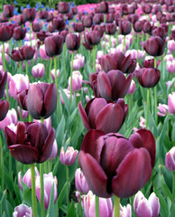 Fototapeta premium Tulips