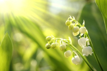 Lilly of the valley in the forest at sunrise - obrazy, fototapety, plakaty