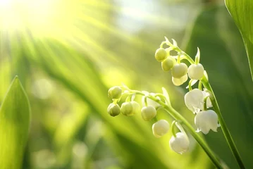 Door stickers Lily of the valley Lilly of the valley in the forest at sunrise