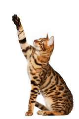 Fototapeta premium Bengal cat