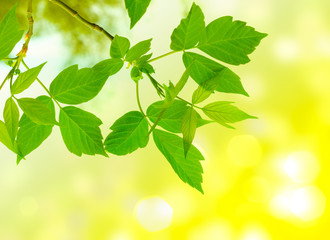 Fototapeta na wymiar clean green leaves