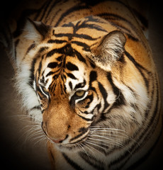 Fototapeta na wymiar Tiger Face