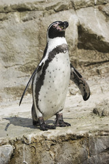 Naklejka premium Humboldt Penguin