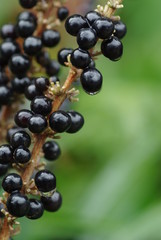 ヤブランの実　　－Liriope muscari－