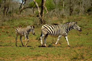 Obraz na płótnie Canvas Zebra z młodych