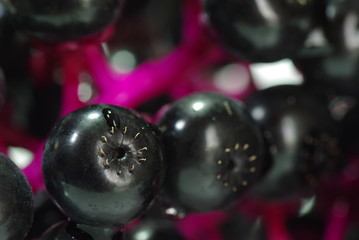 ヨウシュヤマゴボウ　　－Phytolacca americana－