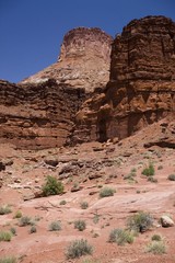 Fototapeta premium American Beauty