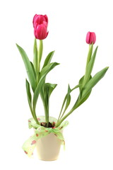 rosa tulpen