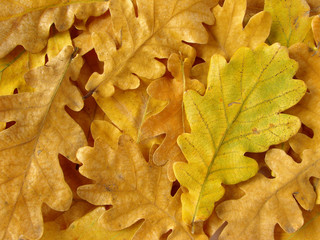 oak leaves background