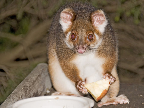 Wild Possum Eating In Australia