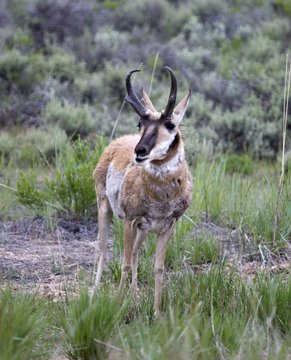 Pronghorn Deer