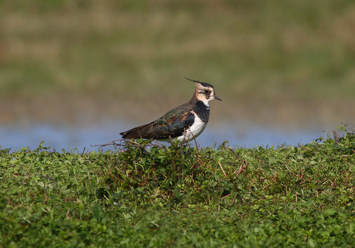Vanellus vanellus - Northern Lapwing (2)