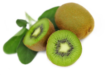 Fototapeta premium Kiwi
