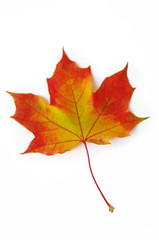 Ahornblatt rot-gelb