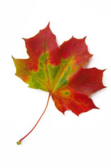 Ahornblatt rot-grün