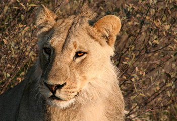Fototapeta premium Young lion