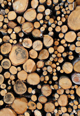 brennholz