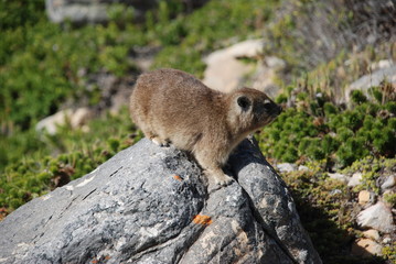 Murmeltier am Tafelberg