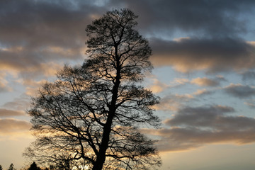 Fototapeta na wymiar Silhouette of tree at sunset