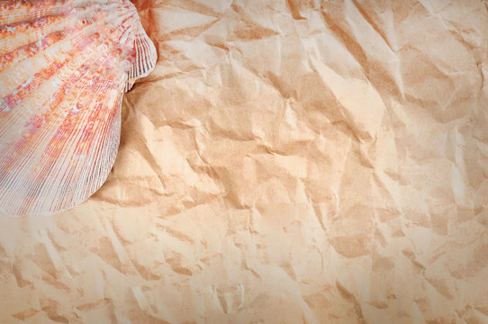 Seashell on paper background