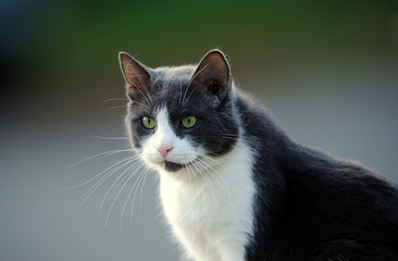 Chat