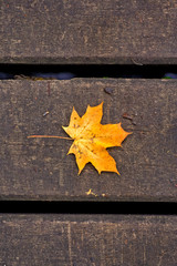 Obraz premium maple leaf on the way