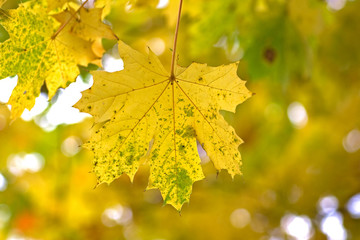maple leaf  on the tree