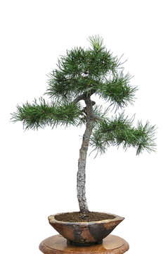 Bonsai tree. Miniature evergreen pine.