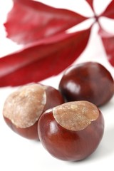 Rosskastanien Kastanien