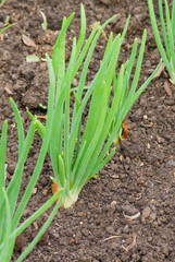 Growing onions