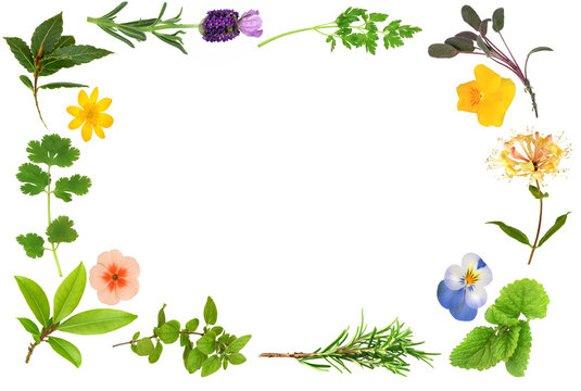 Flower and Herb Leaf Border