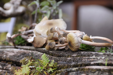 Funghi chiodini su tronco