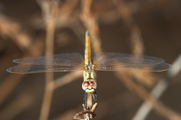 Dragonfly ( sympetrum sp )
