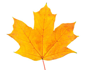 Autumn leaf with clipping path