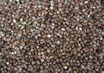 canary grass