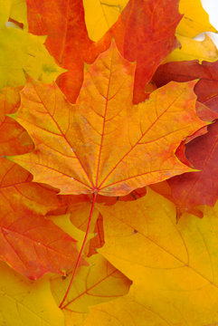 Background made of autumn leaves