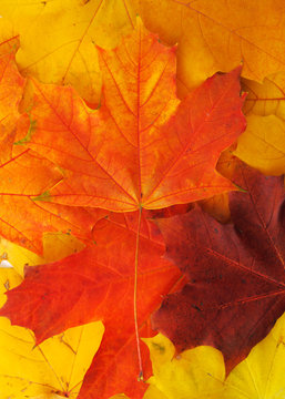 Background made of autumn leaves