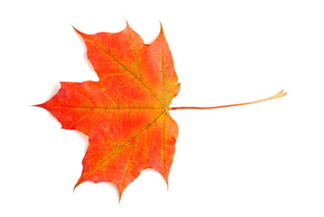 fall colored maple leaf