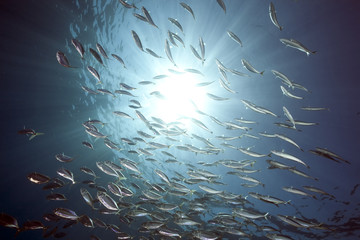Fototapeta na wymiar ocean, sun and striped mackerel