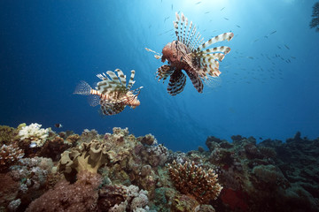 Fototapeta na wymiar ocean, sun and lionfish