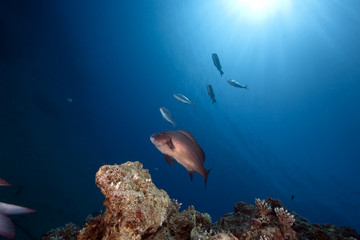 Fototapeta premium ocean, sun and fish