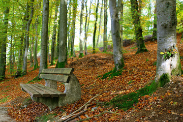 herbst im wald