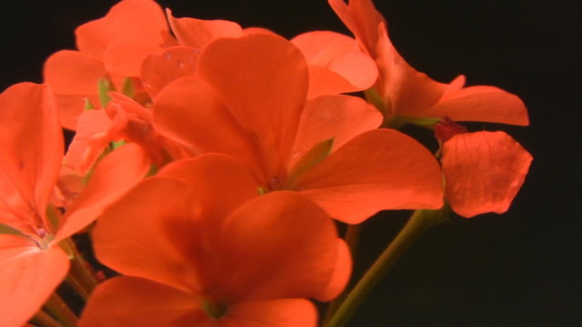 Flores rojas