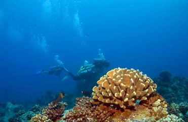 Hawaiian Coral with Divers in the background